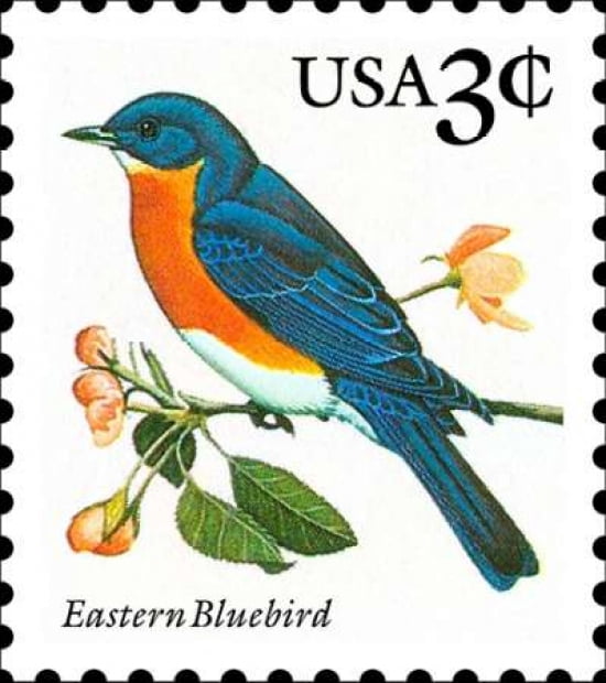 Eastern Bluebird Canvas Art - US POSTAL SERVICE (24 x 24)