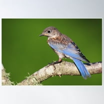 Eastern Bluebird Fledgling Poster Wall Art, Modern Wall Decor For Living Room Bedroom, 8x12 UNFRAMED