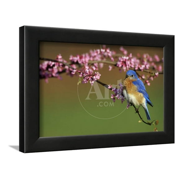 Eastern Bluebird Male in Redbud Tree in Spring Marion County, Illinois, Animals Framed Art Print Wall Art by Richard and Susan Day Sold by Art.Com