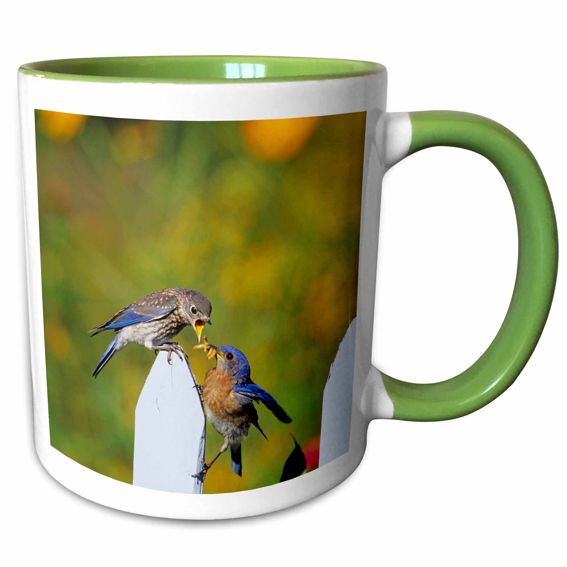 Eastern Bluebird male feeding fledgling on picket fence near flowers