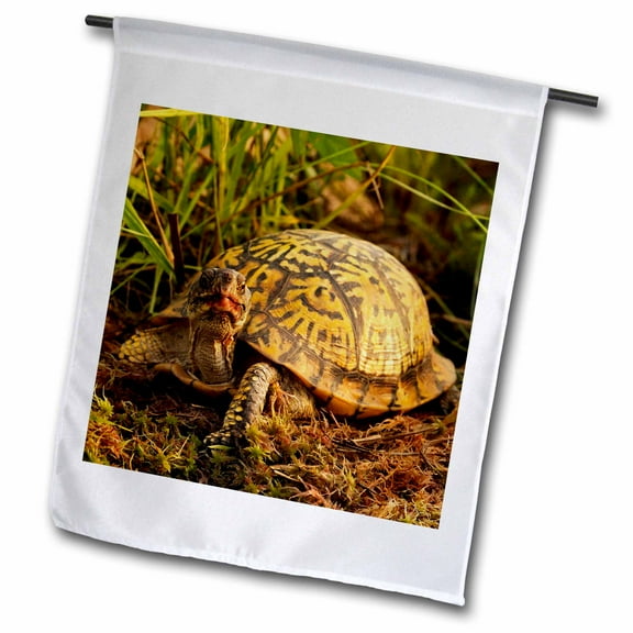 3dRose, Eastern Box Turtle, Michigan - US23 AJE0005 - Adam Jones, 12 x 18 inch Garden Flag
