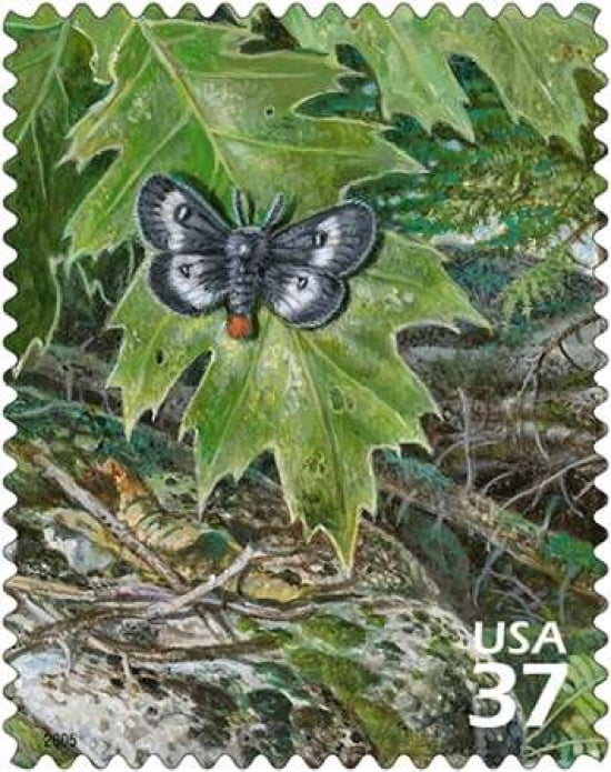 Eastern Buckmouth Canvas Art - US POSTAL SERVICE (24 x 30)