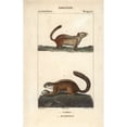 thumbnail image 1 of Eastern Chipmunk, Tamias Striatus, And Treea Poster Print By ® Florilegius Mary Evans (18 X 24), 1 of 3
