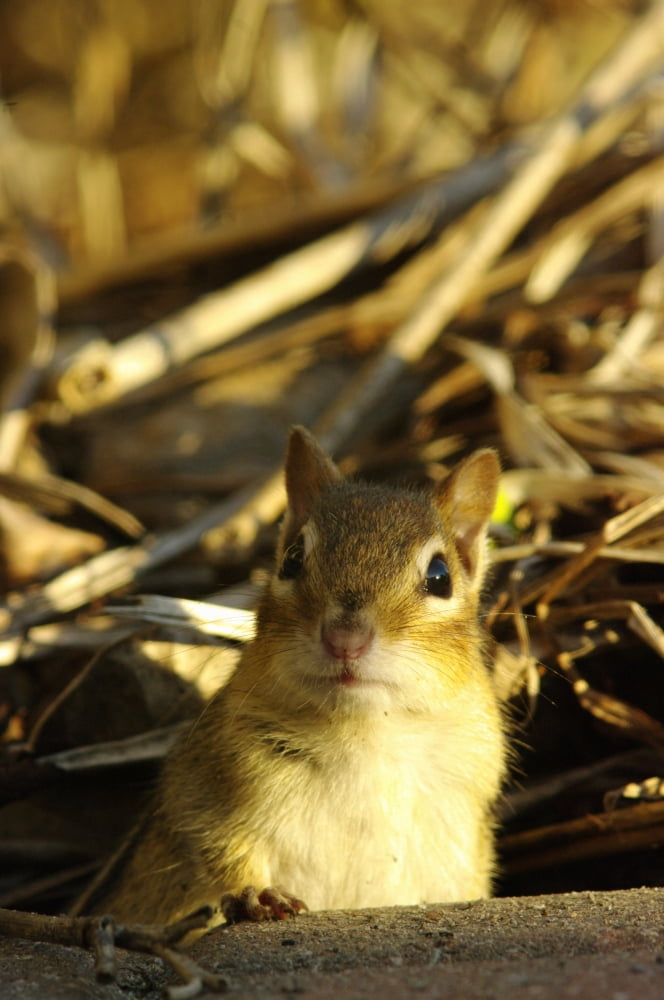 Eastern Chipmunk Tamias Striatus Les Cedres Quebec Canada Canvas Art - Steeve Marcoux Design Pics (22 x 34)