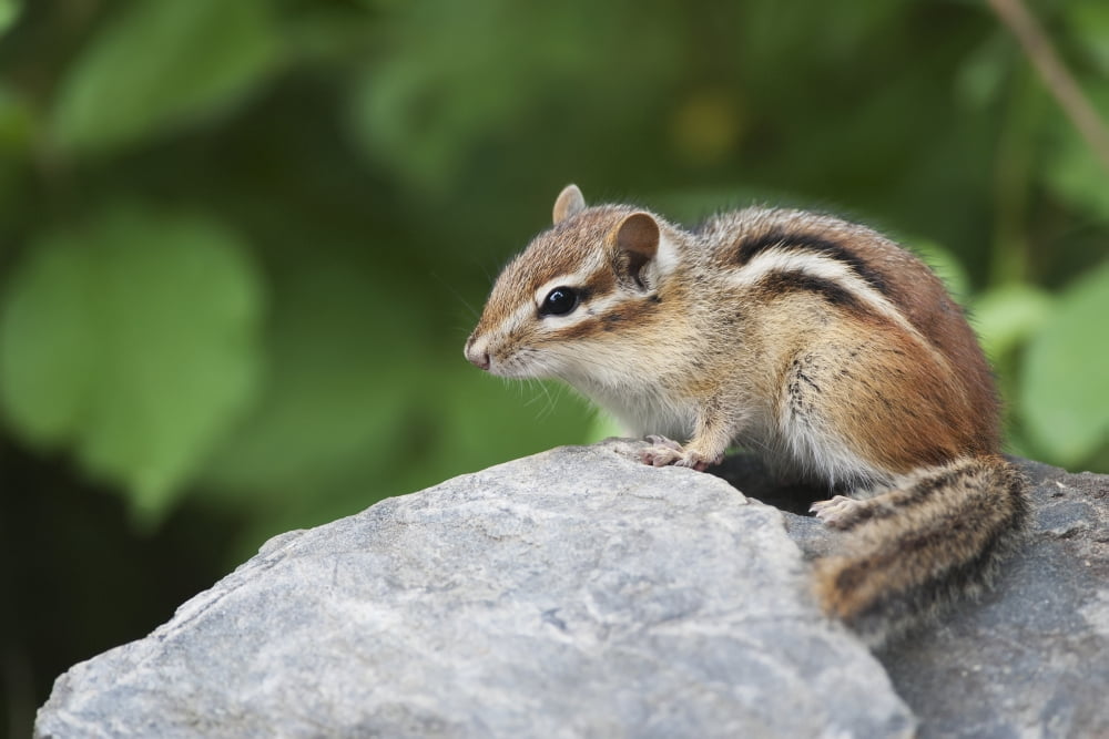 Eastern Chipmunk (Tamias Striatus) Sitting On A Rock Ontario Canada Canvas Art - Amy Kay Design Pics (38 x 24)