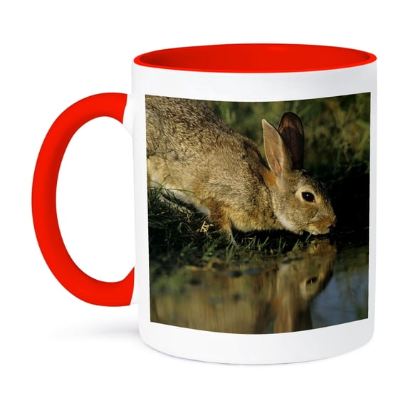 3dRose, Eastern Cottontail rabbit, Rio Grande Valley, TX - NA02 RNU0552 - Rolf Nussbaumer, 11oz Two-Tone Red Mug