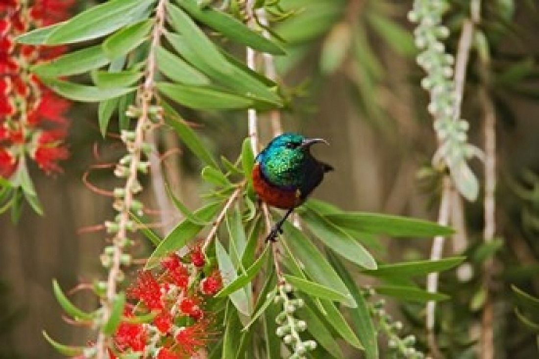 Eastern Double-Collared Sunbird Nyeri Kenya Canvas Art - Adam Jones DanitaDelimont (24 x 15)
