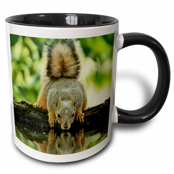 3drose, Eastern Fox Squirrel, Adult Drinking, Hill Country, Texas, 11oz Two-tone Black Mug