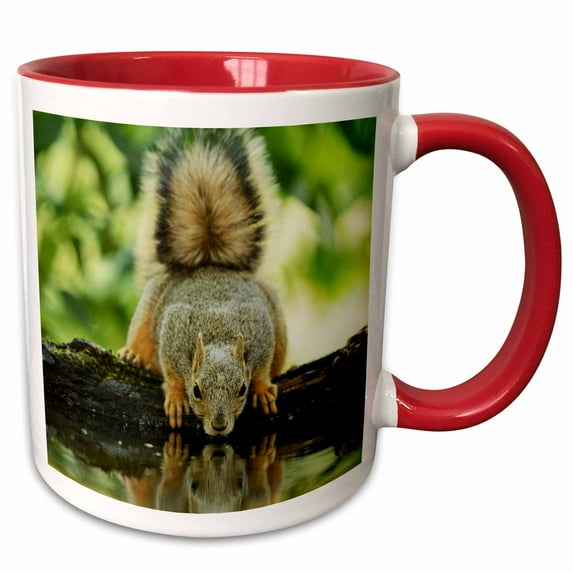 3drose, Eastern Fox Squirrel, Adult Drinking, Hill Country, Texas, 15oz Two-tone Red Mug