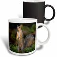 thumbnail image 1 of 3drose, Eastern Fox Squirrel Watching for Predators, 11oz Magic Transforming Mug, 1 of 7