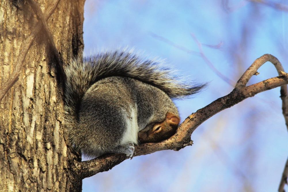 Eastern Gray Squirrel Montreal Botanical Garden Quebec Canvas Art - Philippe Henry Design Pics (17 x 11)
