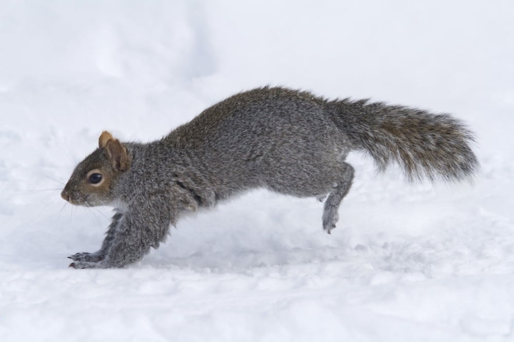 Eastern Gray Squirrel Running On The Snowcovered Ground Sciurus Carolinensis Montreal Botanical Garden Province Of Quebec Canada Canvas Art - Philippe Henry Design Pics (34 x 22)