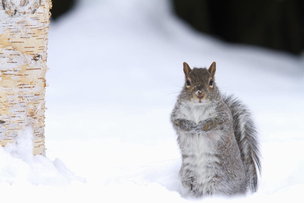 Eastern Gray Squirrel Standing Up In The Snow Sciurus Carolinensis Montreal Botanical Garden Province Of Quebec Canada Canvas Art - Philippe Henry Design Pics (17 x 11)