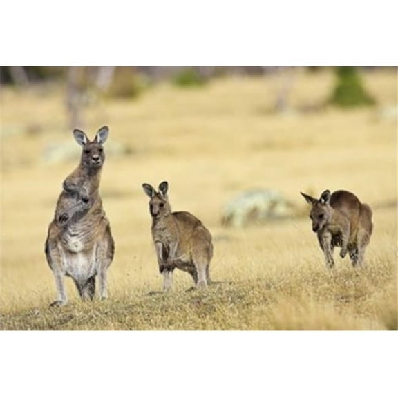 Eastern Grey Kangaroo Group Standing Upright Poster Print by Martin Zwick - 18 x 12 in.
