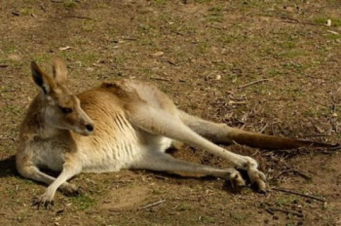 Eastern Grey Kangaroo Queensland AUSTRALIA Canvas Art - Pete Oxford DanitaDelimont (29 x 19)