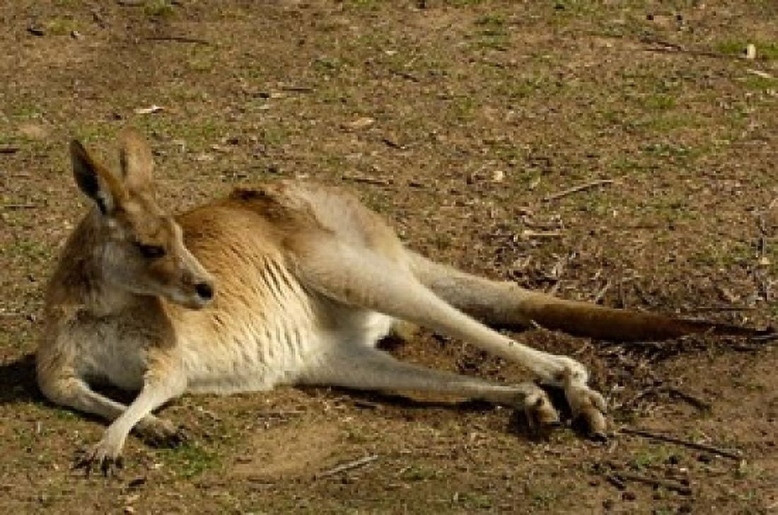 Eastern Grey Kangaroo Queensland AUSTRALIA Canvas Art - Pete Oxford DanitaDelimont (36 x 24)