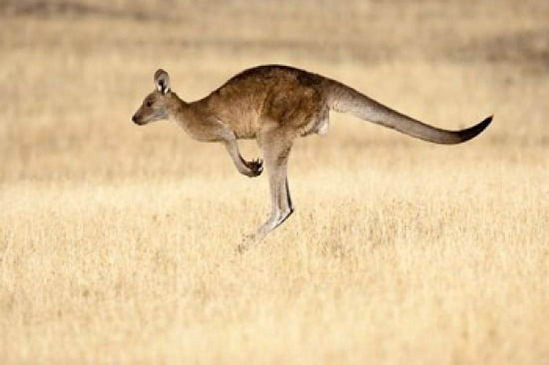 Eastern Grey Kangaroo Tasmania Australia Canvas Art - Martin Zwick DanitaDelimont (18 x 12)