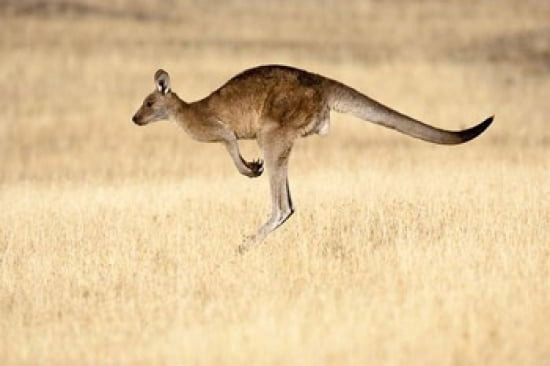 Eastern Grey Kangaroo Tasmania Australia Canvas Art - Martin Zwick DanitaDelimont (36 x 24)