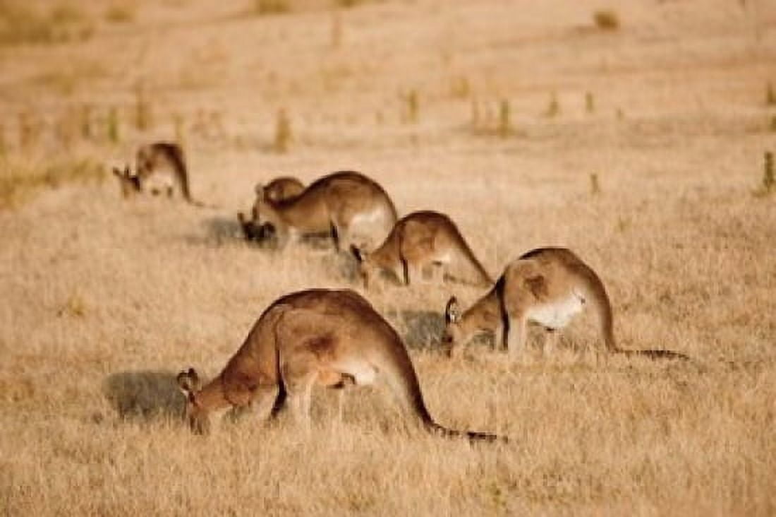 Eastern Grey Kangaroo group grazing Canvas Art - Martin Zwick DanitaDelimont (18 x 12)