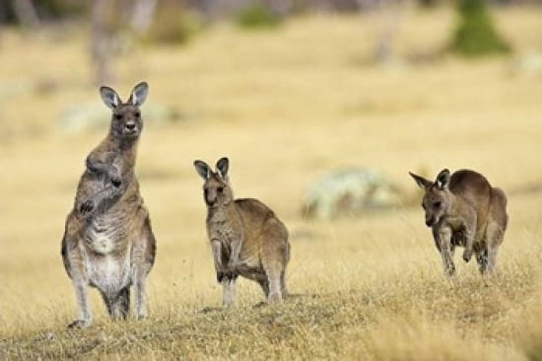 Eastern Grey Kangaroo group standing upright Canvas Art - Martin Zwick DanitaDelimont (36 x 24)