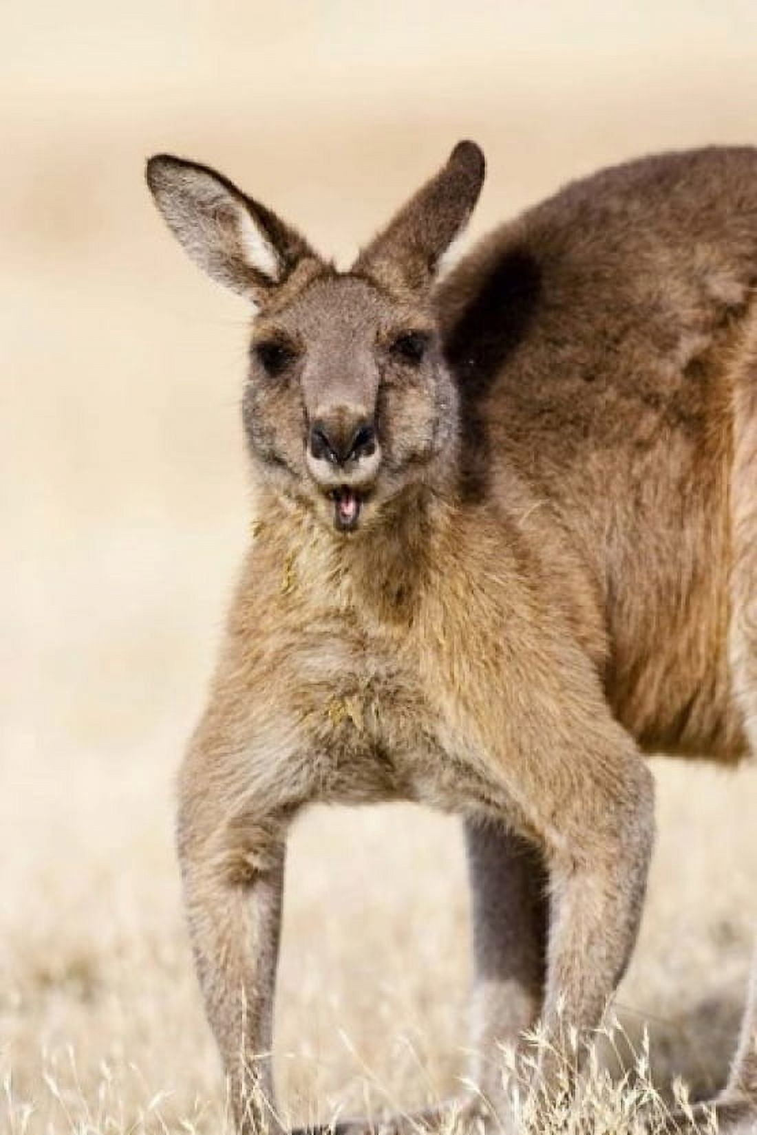 Eastern Grey Kangaroo portrait Canvas Art - Martin Zwick DanitaDelimont (12 x 18)
