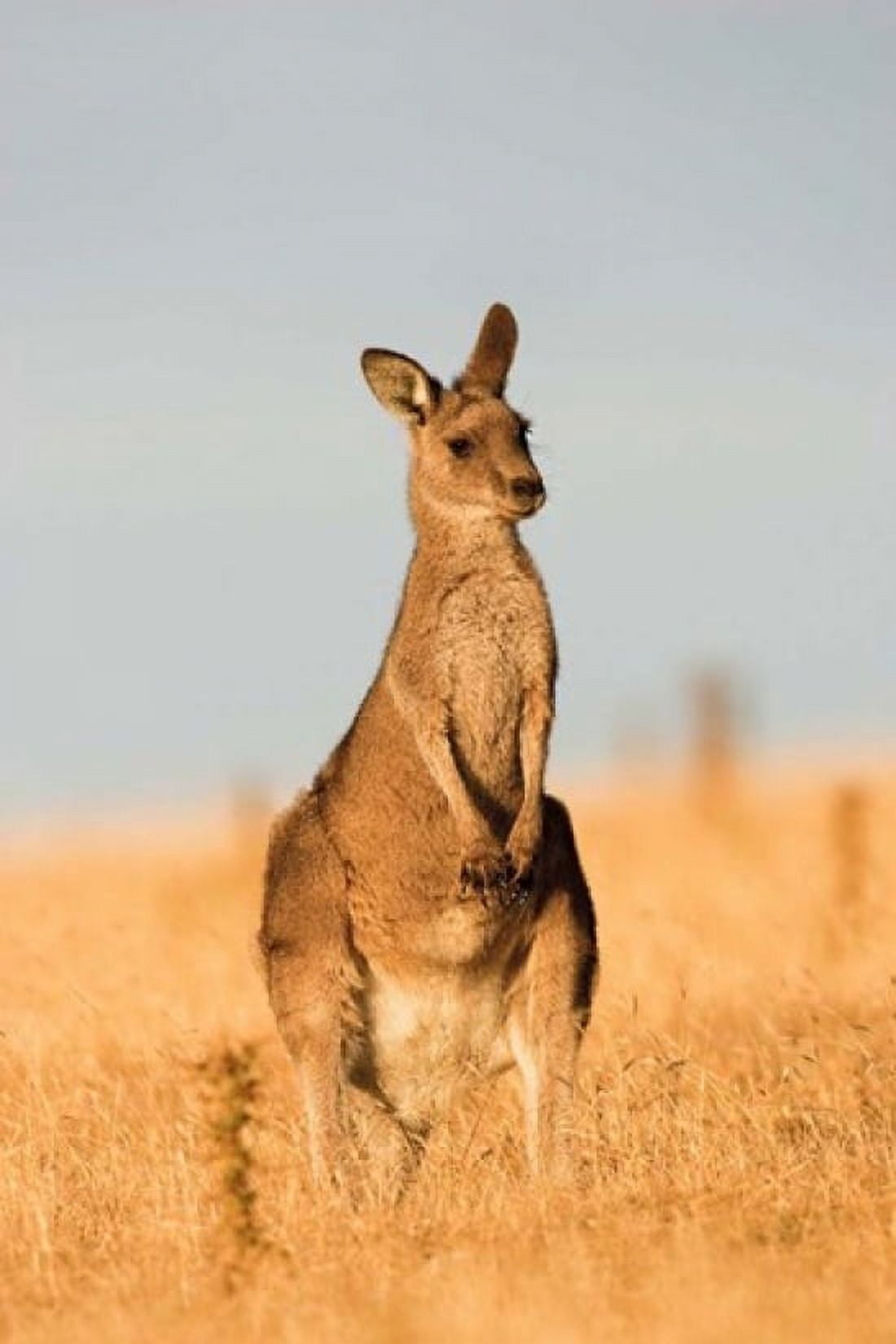 Eastern Grey Kangaroo portrait during sunset Canvas Art - Martin Zwick DanitaDelimont (12 x 18)