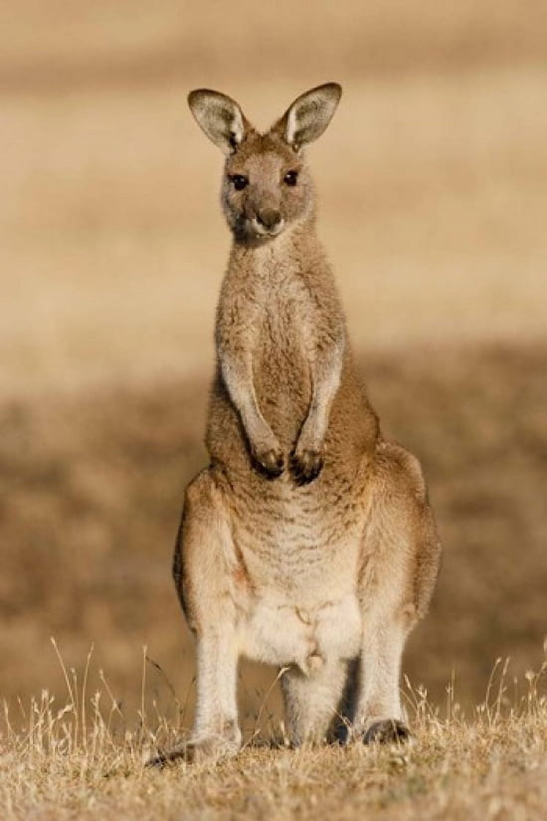Eastern Grey Kangaroo portrait frontal Canvas Art - Martin Zwick DanitaDelimont (12 x 18)