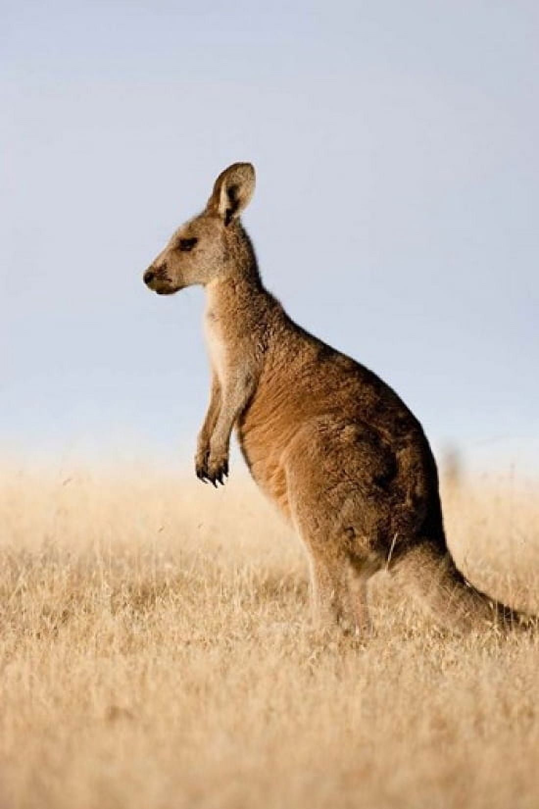 Eastern Grey Kangaroo portrait lateral view Canvas Art - Martin Zwick DanitaDelimont (24 x 36)