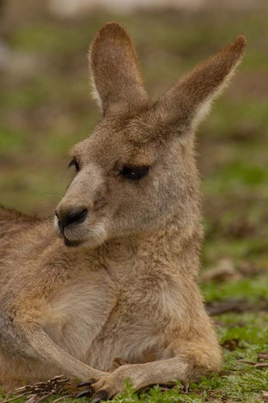 Eastern Grey Kangaroo resting Queensland Australia Canvas Art - Pete Oxford DanitaDelimont (19 x 29)