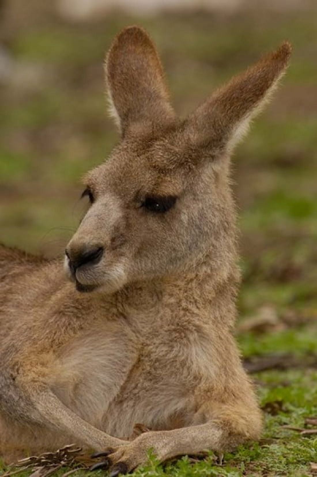 Eastern Grey Kangaroo resting Queensland Australia Canvas Art - Pete Oxford DanitaDelimont (24 x 36)