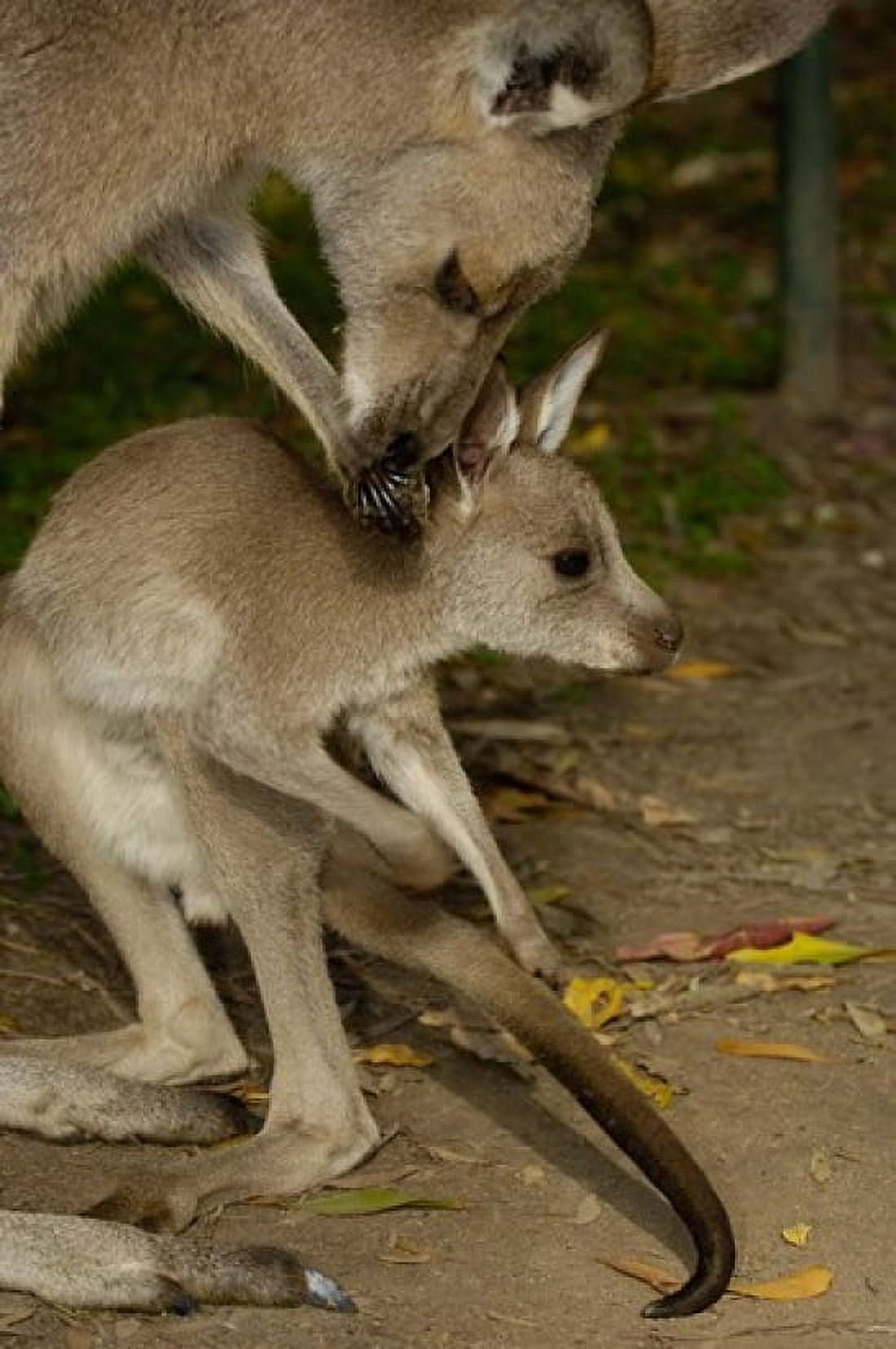 Eastern Grey Kangaroo with baby Queensland AUSTRALIA Canvas Art - Pete Oxford DanitaDelimont (19 x 29)