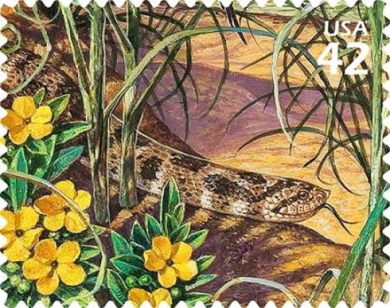 Eastern Hognose Snake Canvas Art - US POSTAL SERVICE (24 x 30)