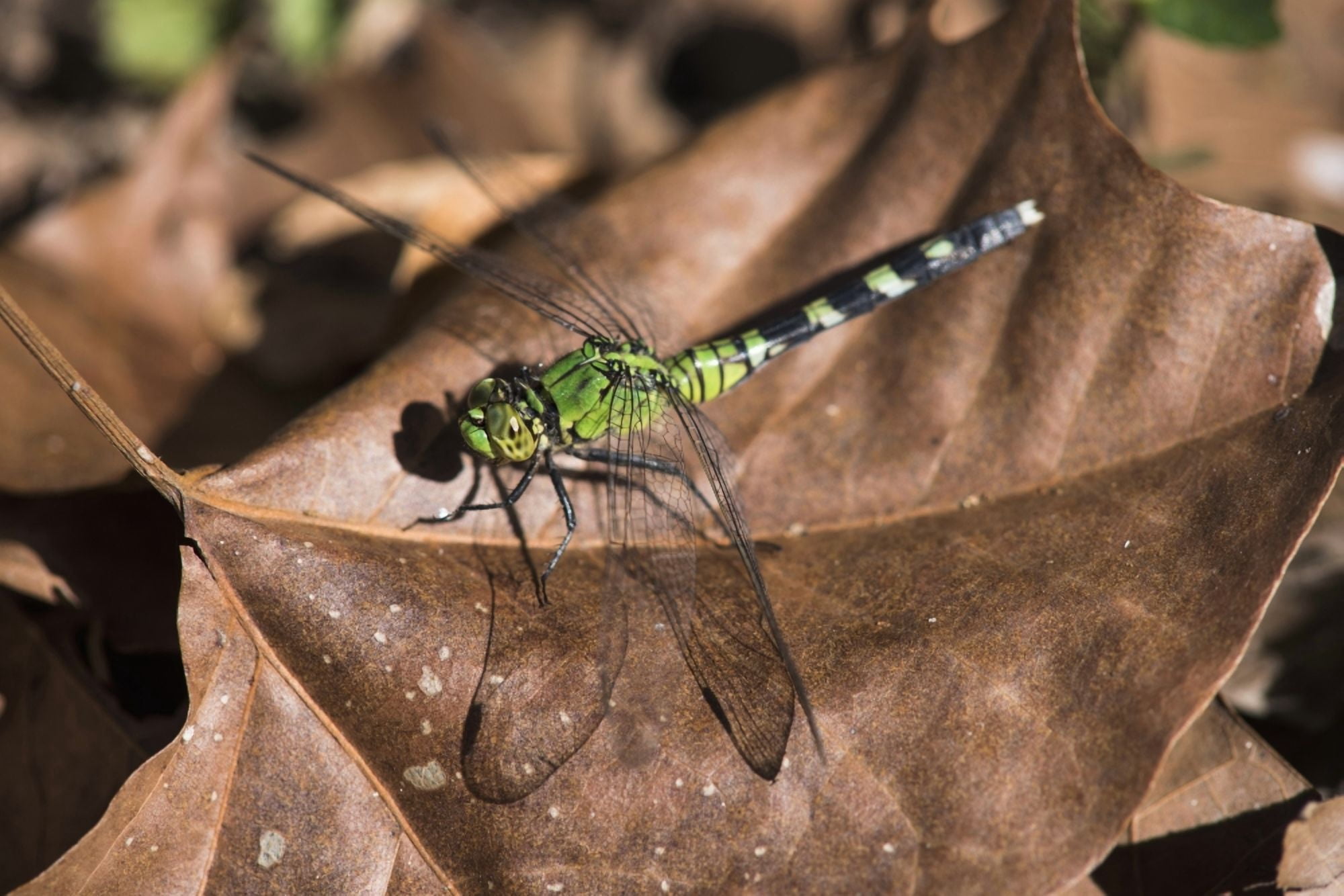 Eastern Pondhawk dragonfly (Erythemis simplicicollis) casts a shadow on a leaf Vian Oklahoma United States of America Canvas Art - Robert L Potts Design Pics (38 x 24)