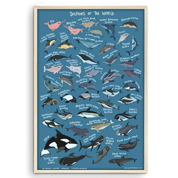 Eastern Print Dolphins Of The World Poster Wall Art Modern Ocean Decor For Living Room And Bedroom, Size 24x36 UNFRAMED