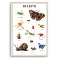 thumbnail image 1 of Eastern Print Educational Insects Poster, Toddler Activity Toys Decor, Preschool Poster, Kids Study Material Wall Art for Nursery, Classroom, Bedroom, Pre School Kids Learning, UNFRAMED 12x18, 1 of 4