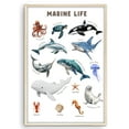 thumbnail image 1 of Eastern Print Educational Ocean life Poster, Toddler Activity Toys Decor, Preschool Poster, Kids Study Material Wall Art for Nursery, Classroom, Bedroom, Pre School Kids Learning, UNFRAMED 16x20, 1 of 4