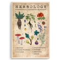 thumbnail image 1 of Eastern Print Herbology Poster, Plant Magic Poster, Herbology Plant Poster, Herbology Knowledge Vintage Poster, Home Decor Wall Art - No Framed 12x18, 18x24, 1 of 1