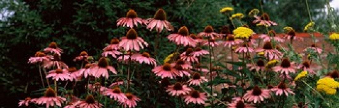 Eastern Purple coneflower (Echinacea purpurea) in a forest Canvas Art - Panoramic Images (18 x 6)