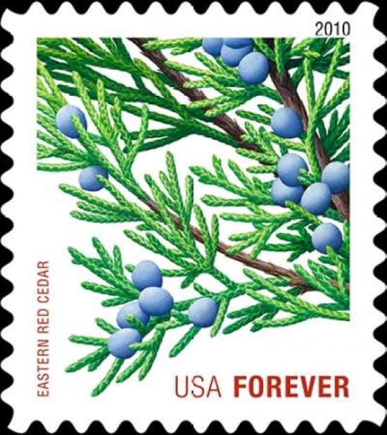 Eastern Red Cedar Canvas Art - US POSTAL SERVICE (24 x 24)