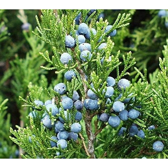 Eastern Red cedar, Juniperus virginiana, Tree Seeds (Hardy Fragrant Evergreen) (30)