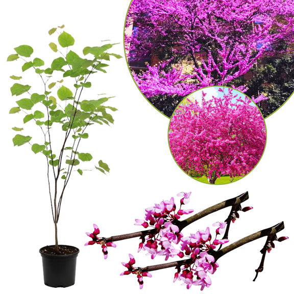 Eastern Redbud Plant Live, 812 Inch Tall, Quart Pot, Purple Pink Redbud Flowering Tree