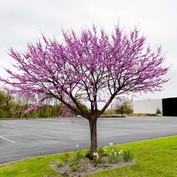Eastern Redbud Plant in Quart Pot, 8 to 10 inches Tall, Dormant, Cold Hardy, Redbub Tree Live Plant for Outdoor Planting