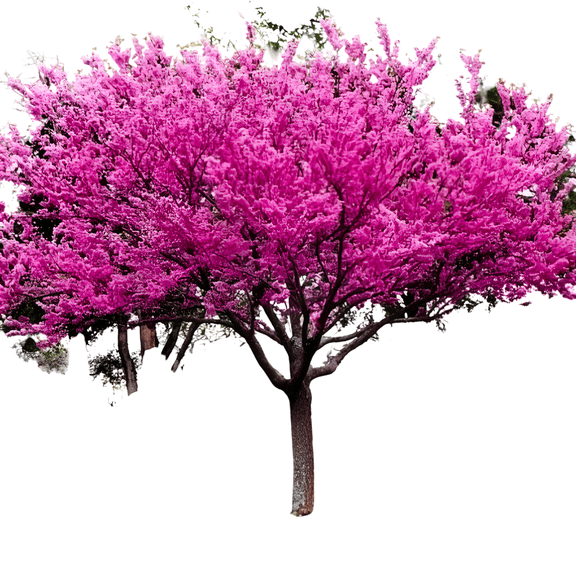 Eastern Redbud Tree  7 Gallon Potted Plant, Early Spring Pink Blooms, Hardy Native Flowering Tree