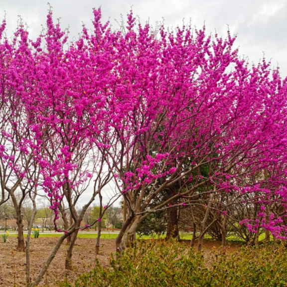 Eastern Redbud Tree, 810 inch Tall, Dormant Live Flowering Ornamental Plant, USDA Zones 49