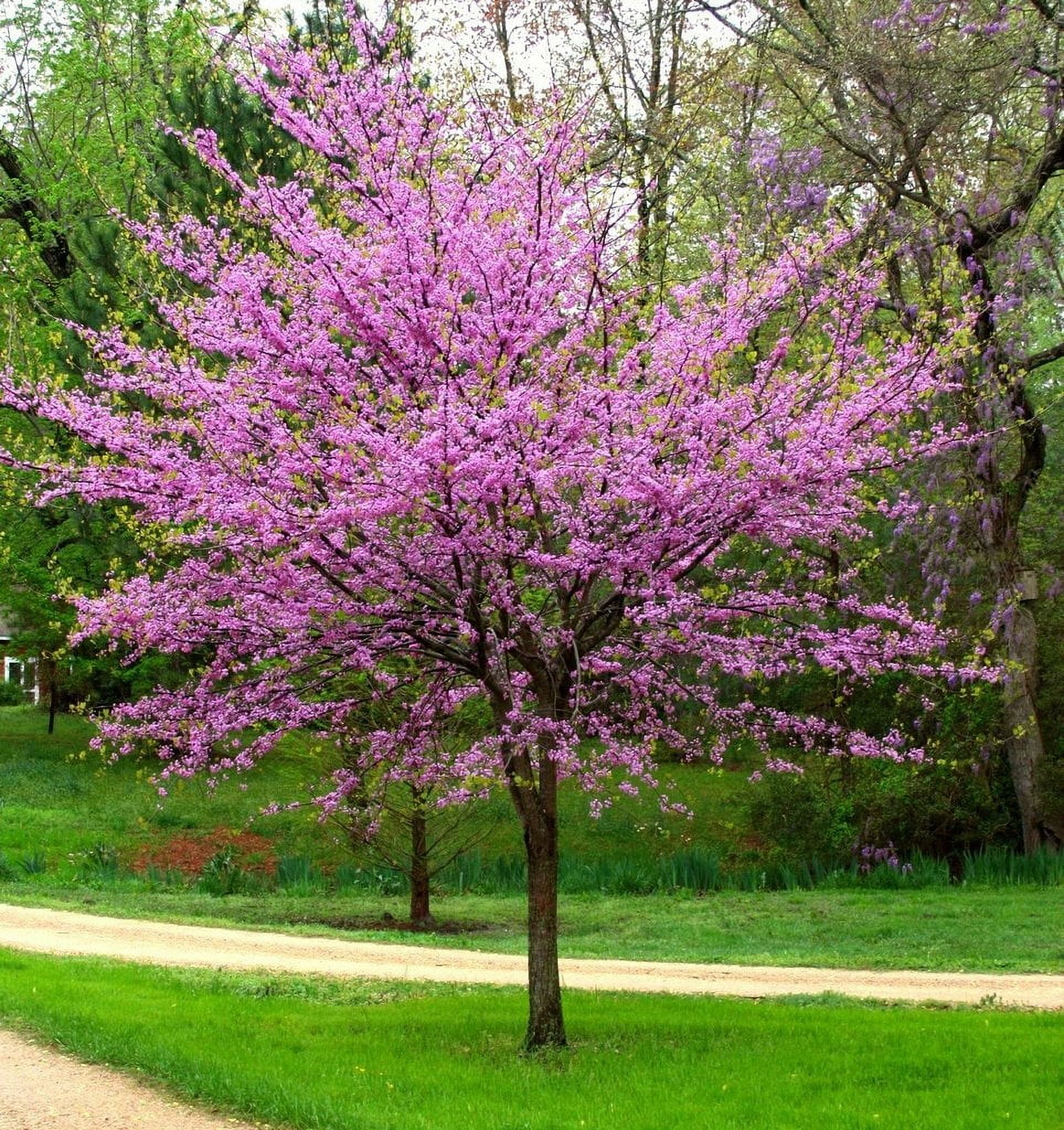Eastern Redbud Tree ( Cercis ) - Live Plant ( 1 QT )