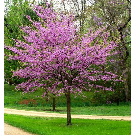Eastern Redbud Tree ( Cercis ) - Live Plant - ( 2.5 QT ) - Native Flowering Tree