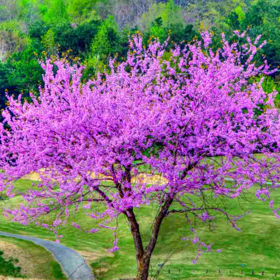 Eastern Redbud Tree Live Plant, 6-14 Inch Tall, In Quart Pot, Purple Pink Red Bud Plant Ready To Grow