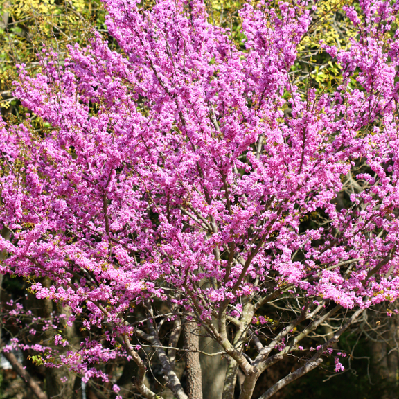Eastern Redbud Tree Live Plant 810 inch Tall, Dormant Plant, Redbud Trees with Pink Spring Flowers