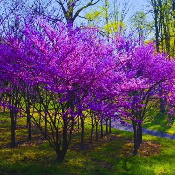 Eastern Redbud Tree Live Plant, 814 Inch Tall in Quart Pot, Flowering Redbud Tree for Outdoor Planting