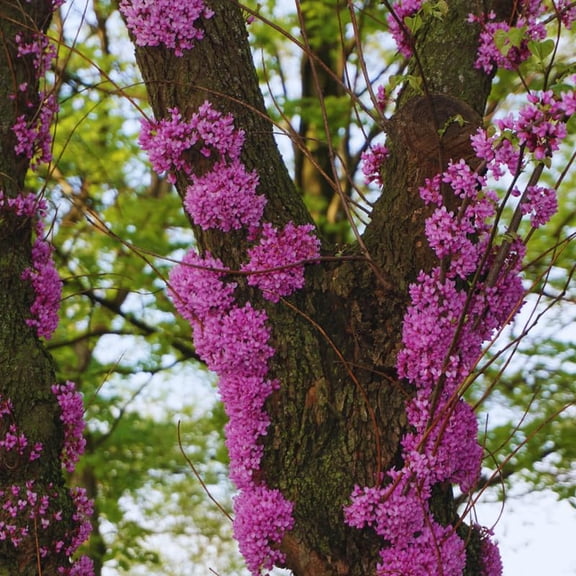 Eastern Redbud Tree Live Plant, Cold Hardy Redbud Tree Live Plant, Red Bud Plant In Quart Pot, Easy To Plant